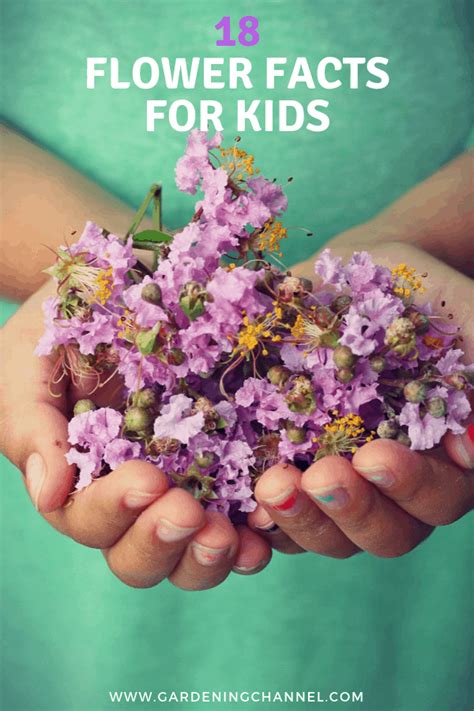 Flower Facts for Kids - Gardening Channel