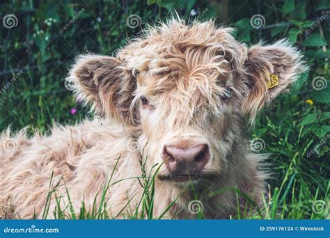 Hairy Scottish Highlander Highland Cattle Next To The Road Isle Of