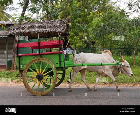 Ox drawn cart driver hi-res stock photography and images - Alamy