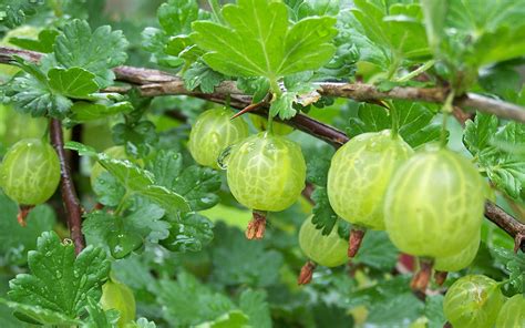 Growing Gooseberries A Complete Guide To Plant Care And Harvest