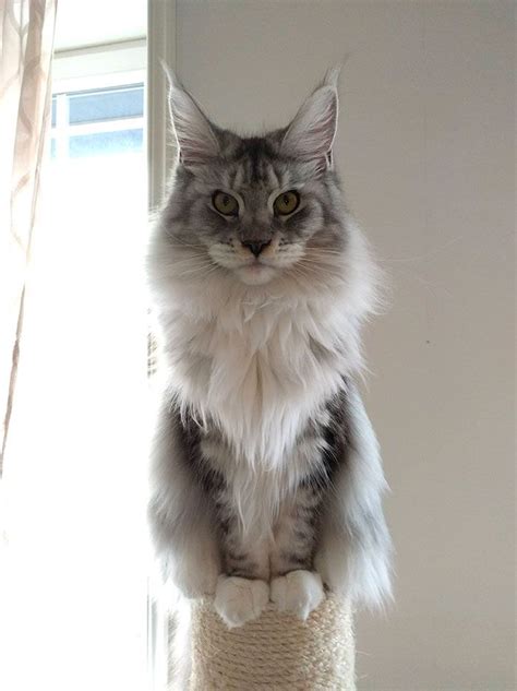 Jenis Kucing Maine Coon Mix