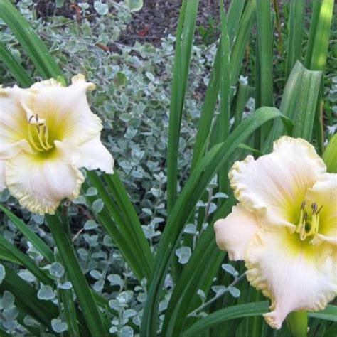 Daylily Hemerocallis December Wedding In The Daylilies Database