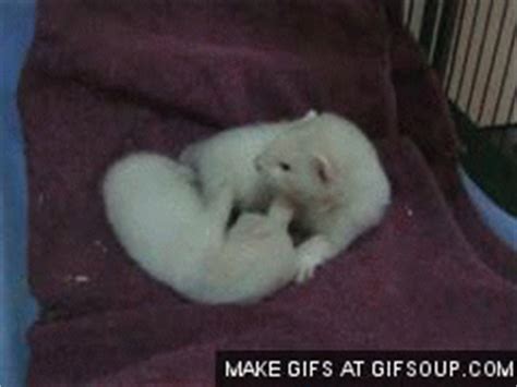 Ferret GIF - Find & Share on GIPHY