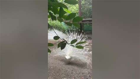 Beautiful Peacock Dance Peacock Dance In Rain Rain Dance Baarish