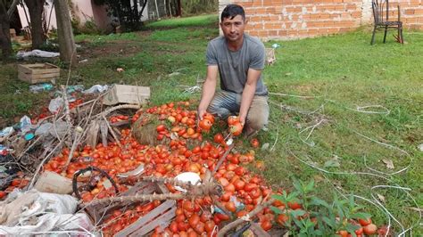 Tomateros trabajan a pérdida y sus productos se pudren por culpa del