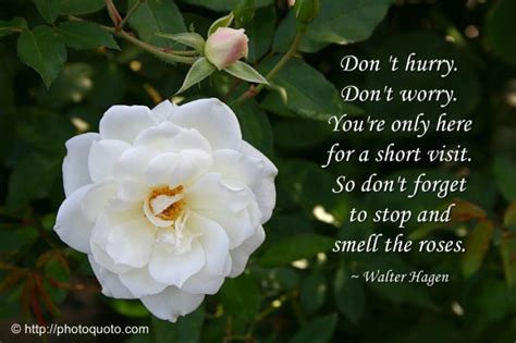 Stop And Smell The Roses Quotes. QuotesGram