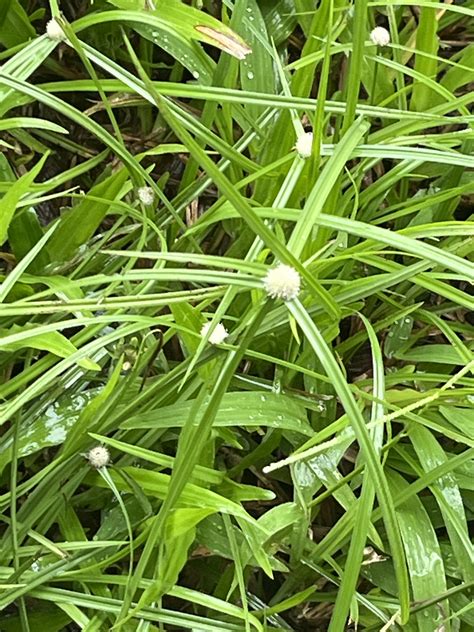 Whitehead Spikesedge Cyperus Mindorensis Biodiversity And