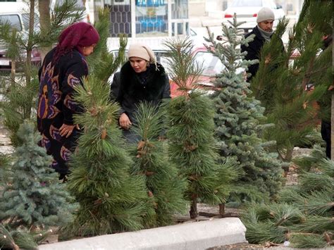 Новогодние елки с вредителями - Новостной портал "Восемь плюс один ...