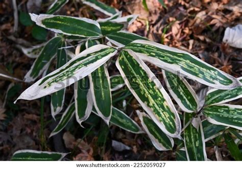 Kuma Bamboo Grass Sasa Veitchii Poaceae Stock Photo