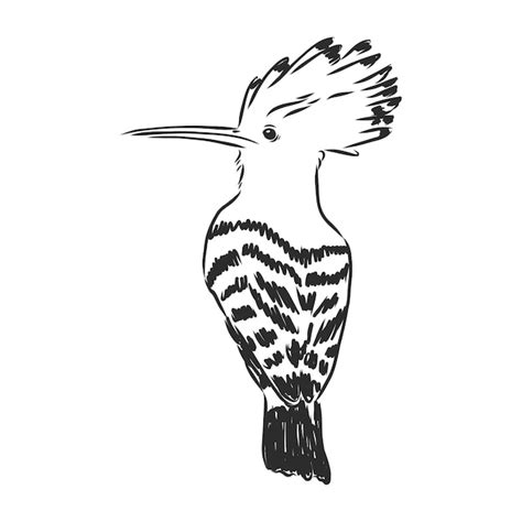 Premium Vector Logo Hoopoe Upupa Epops Bird Vector Illustration