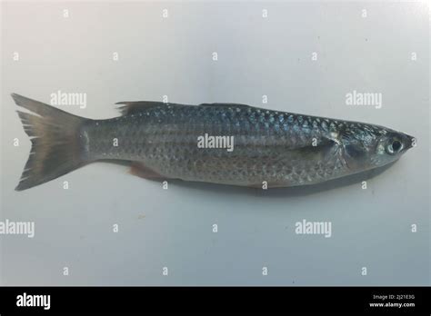 Mullet fish stock images fresh water mullet Stock Photo - Alamy