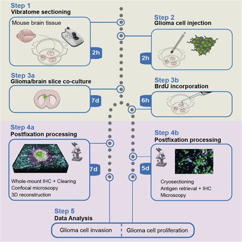 Determining Glioma Cell Invasion And Proliferation In Ex Vivo