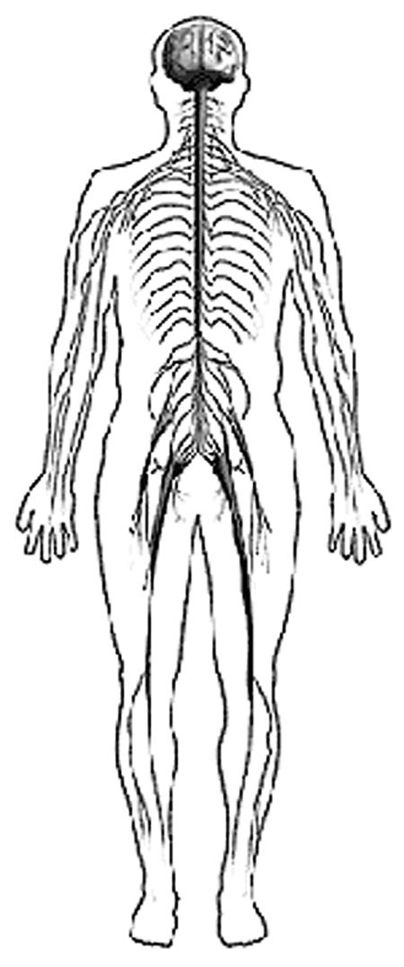 Sistema Nervioso Para Colorear Sistema Nervioso