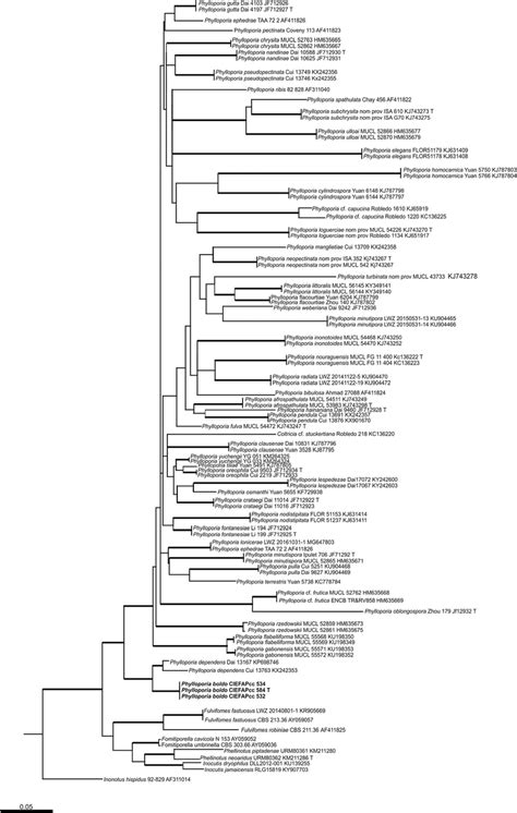 Phylogram Generated From Lsu Sequence Data With Bayesian And Raxml