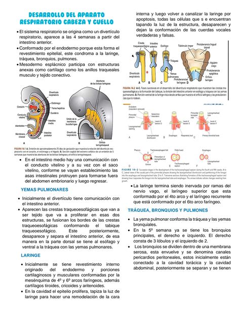 SOLUTION Desarrollo De Cabeza Y Cuello Embriolog A Studypool