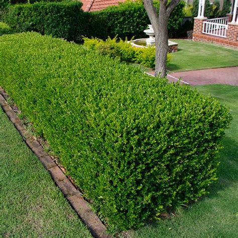 X Buxus Sempervirens Common Box Bushy Evergreen Hedging Plant In Pot