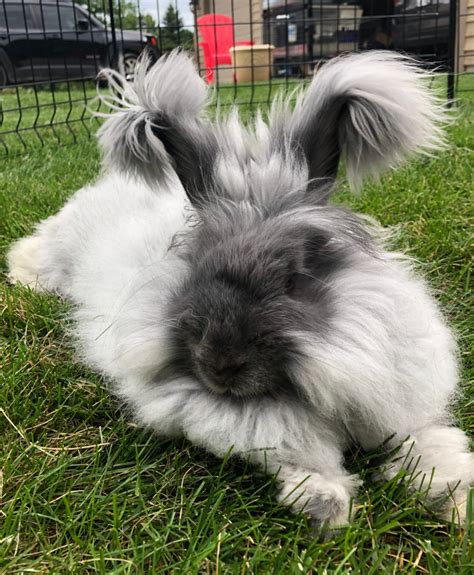 7 Things You Need To Know About Raising Angora Rabbits