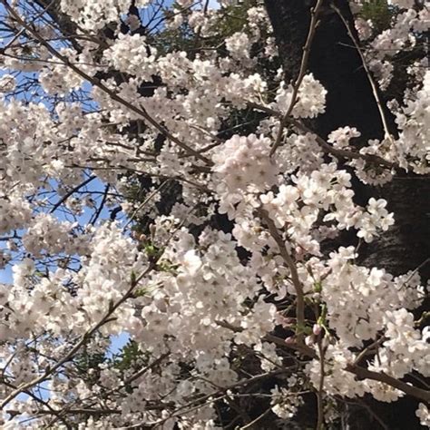 今日はさくらの日と、桜 トリトンのガーデニング徒然日記