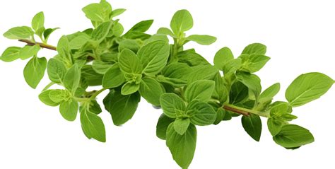 Oregano Png With AI Generated 31760244 PNG