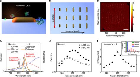 Coupling LH2 To A Gold Nanoantennas In An Ensemble Measurement A