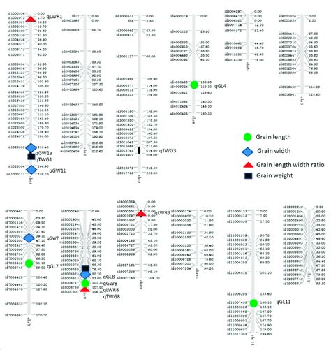 Linkage Map Showing The Qtl Location On Chromosomes Download