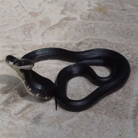 Pantherophis Obsoletus - Western Rat Snake - USA Snakes