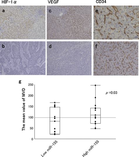 Immunohistochemical staining of a b hypoxia induced factor 1α