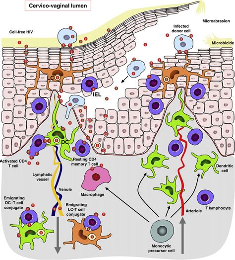 Sexual Transmission Of Hiv 1 And Topical Microbicide Targets Cell Free Download Scientific