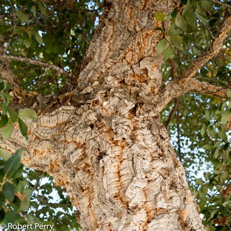 cork oak tree leaves - Sharika Parrott