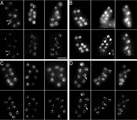 Direct Visualization Of The Elt Gut Specific Gata Factor Binding To A