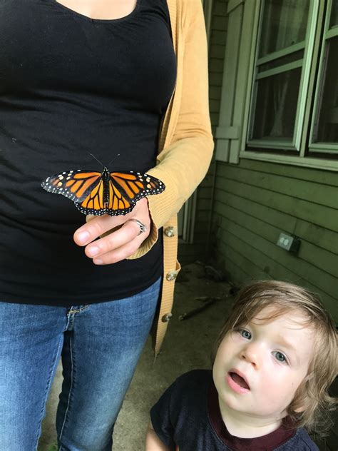 Raise Monarch Butterflies With Kids Silo And Sage