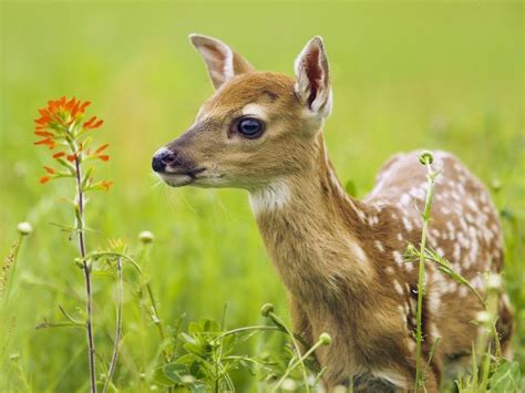 Free Download White Tailed Deer Honduras National Animal 1600x1200