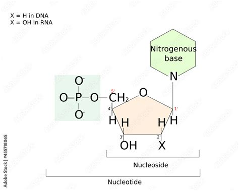 Difference Between Nucleotide And Nucleoside Nucleoside Sugar And