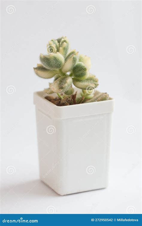 Rare Plant Cotyledon Tomentosa Variegata in Pot on White Background ...