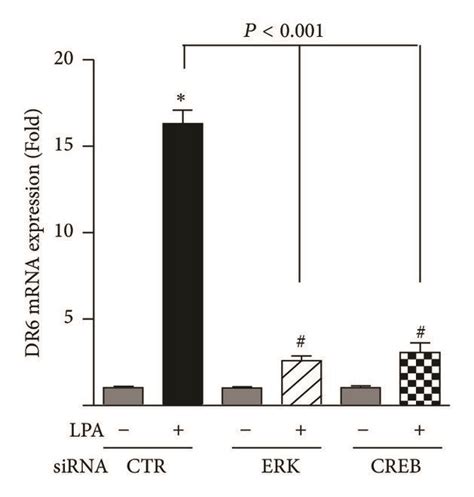 ERK And CREB Pathway Regulates LPA Induced DR6 Expression A HeLa