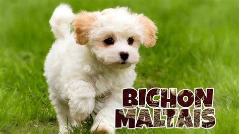 BICHON MALTAIS ÉDUCATION COMPORTEMENT CARACTÈRE SANTÉ YouTube