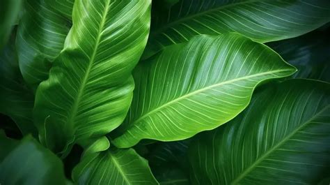 Abstract Green Texture Lush Tropical Leaf Background Leaf Wallpaper Eco Pattern Forest