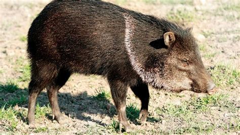 Peccary | mammal | Britannica