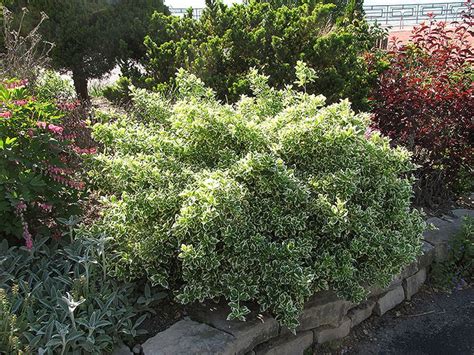 Emerald Gaiety Wintercreeper Euonymus Fortunei Emerald Gaiety At