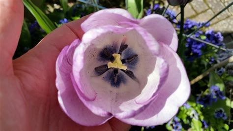 Premium Photo Cropped Hand Holding Purple Tulip In Park