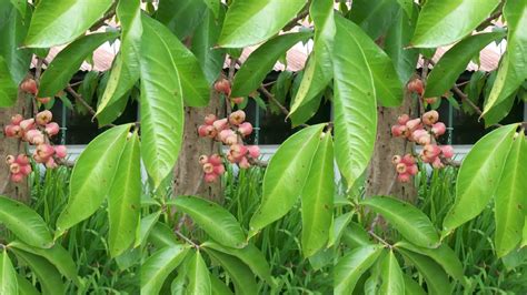 Ketahui Manfaat Daun Jambu Air Untuk Asam Lambung Nutriflakes