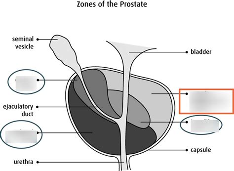 Prostate Gland Diagram Quizlet