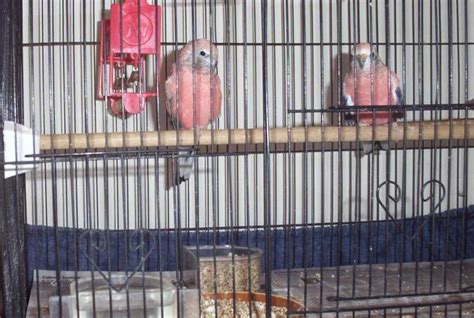 The Splendid Bourke Bird Blog Bourke Parakeet Breeding Update