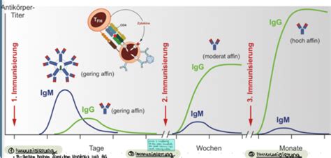 Immuno 5 Allg Impfstoffarten Adjuvanzien Karteikarten Quizlet