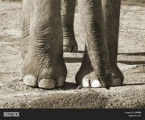 Elephant Feet Image & Photo (Free Trial) | Bigstock