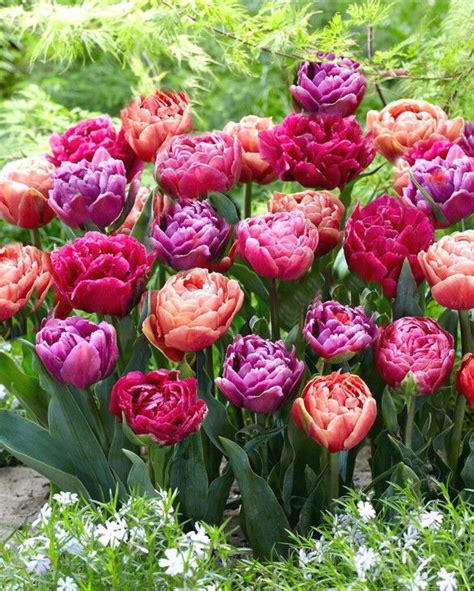 Tulip Dazzling Double Mix From Peter Nyssen Flower Bulbs And Plants