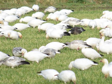 Snohomish County | ABC Birding
