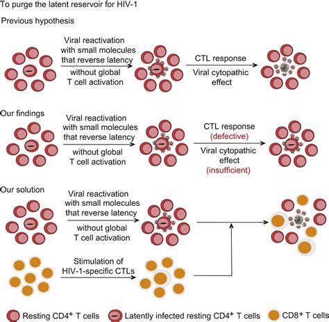 Stimulation Of Hiv 1 Specific Cytolytic T Lymphocytes Facilitates