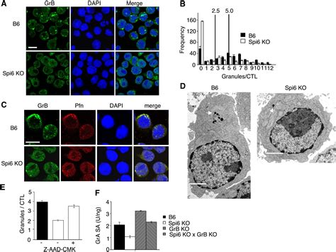 Serine Protease Inhibitor Protects Cytotoxic T Cells From Self