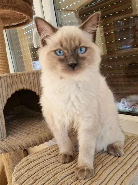 Cudowny Kocurek Ragdoll Nochowo OLX Pl